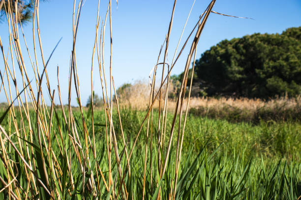 Delta del Llobregat in Barcelona, Spain, on a sunny day, blue sky, green grass, field, plants and birds,vegetation around the delta,earth day