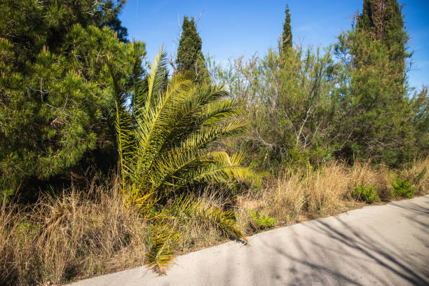 istock Delta del Llobregat in Barcelona, Spain 2150136019