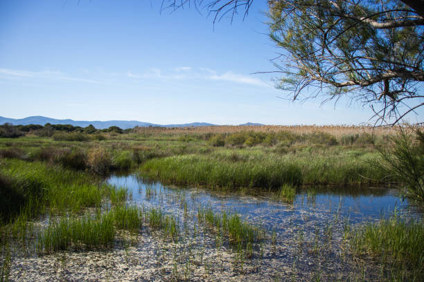 istock Delta del Llobregat in Barcelona, Spain 2150136497