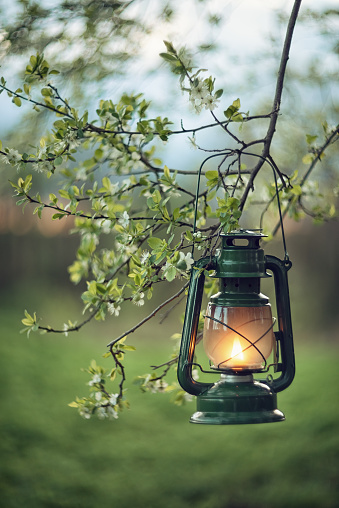 Photo of a kerosene lantern near a flowering tree.