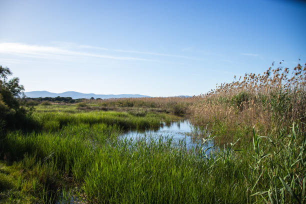 istock Delta del Llobregat in Barcelona, Spain 2150136826