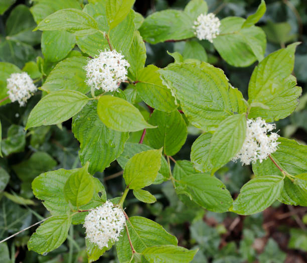 istock Common Dogwood (Cornus sanguinea) Flowers 2150137665