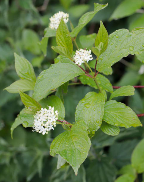 istock Common Dogwood (Cornus sanguinea) Flowers 2150137695