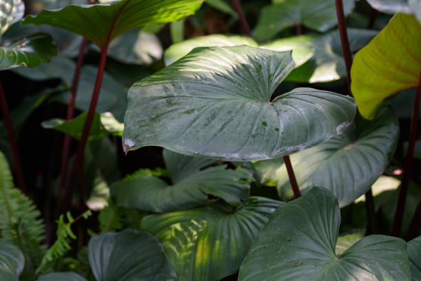 istock Fresh green leaf with water drops in a tropical rainforest background 2150138290