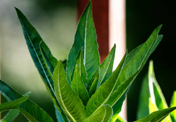 Green leaves on a Springtime garden plant