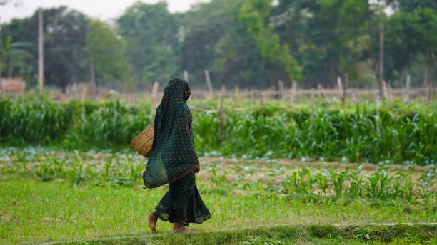 istock a female farmer carrying a basket in field 2150140344