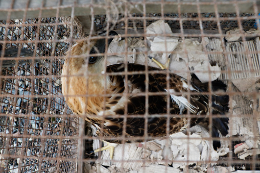 Changeable Hawk-eagle in the cage.