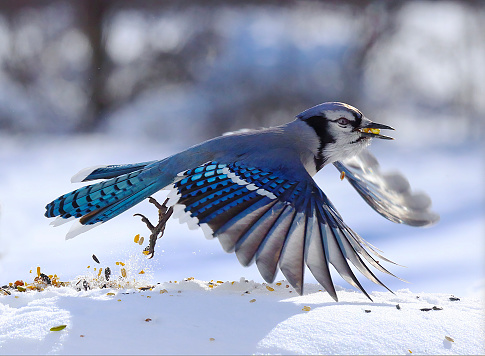 Blue jay in Winter, flying low after packing his mouth and cheeks with bird seed. Cold weather means competition for food and survival.