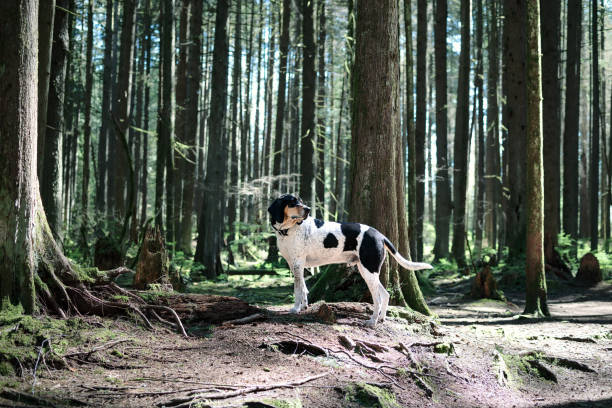 Side profile of Black and white checkered Bluetick Coonhound enjoying the walk in rainforest of North Vancouver, BC, Canada. Selective focus.