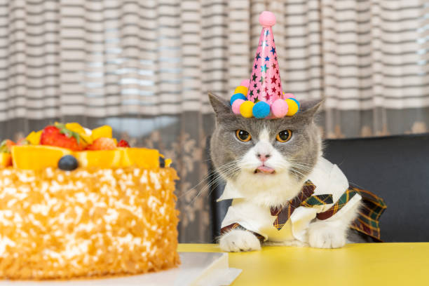 istock cute british shorthair cat celebrating her birthday horizontal composition 2150142477