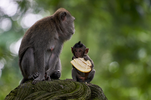 Baby monkey is eating banana next to his mummy