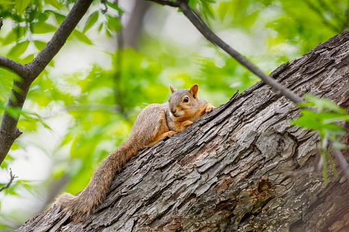 fox squirrel in a pecan tree in my backyard