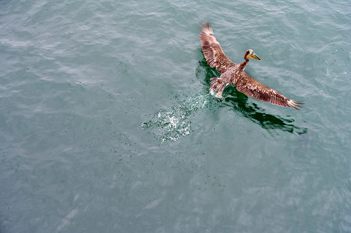 Brown Pelican (Pelecanus occidentalis) in flight over ocean water.