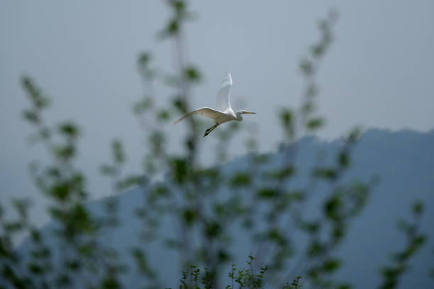 egret in flight over the green forest in the morning