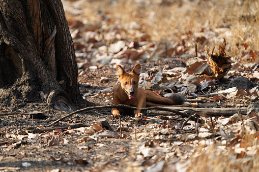 Indian Wild Dog or Dhole sitting under a tree