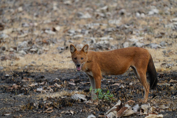 istock Wild Dog or Dhole in India 2150144993