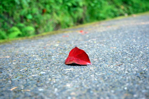 Red leaf on the road in the forest.