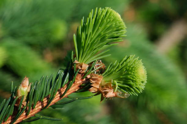 istock Young green spruce branch with cones and buds on blurred green background 2150145103