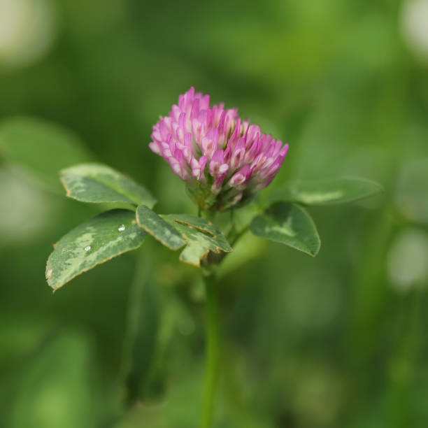 istock Pink clover flower close up 2150145155
