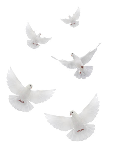 istock collage free flying white dove isolated on a white background 2150146786