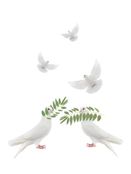 istock white doves with olive branch isolated on white 2150146860