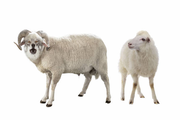 istock wolf in sheep's clothing with sheep isolated on white background 2150146897