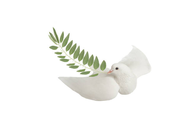 White dove flying with olive branch in its beak isolated on white background