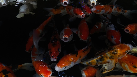 Close-up of colorful koi fish or Japanese koi carp in the pond. The fishes swimming freely. Life under water.