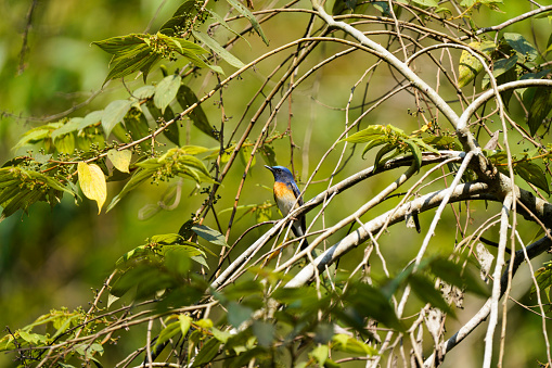 Blue-throated flycatcher posing on a branch