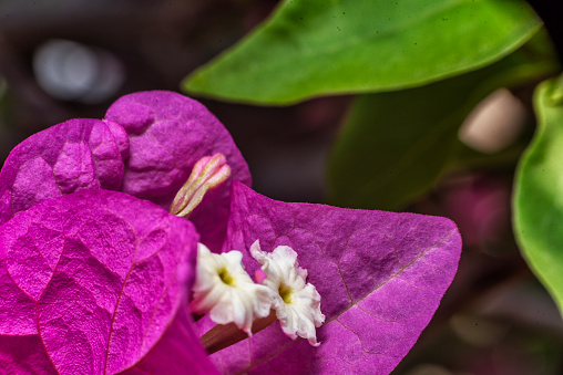 Macro photograph of a Bougainville flower