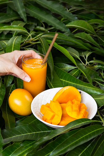 Female hands taking a glass of delicious mango juice with a bowl of mango fruit slices cut in cubes or squares. Natural background of green leaves.