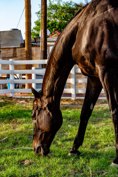 Photoshoot of my horse, Oz Al Duja in a farm, it is a thoroughbred horse
