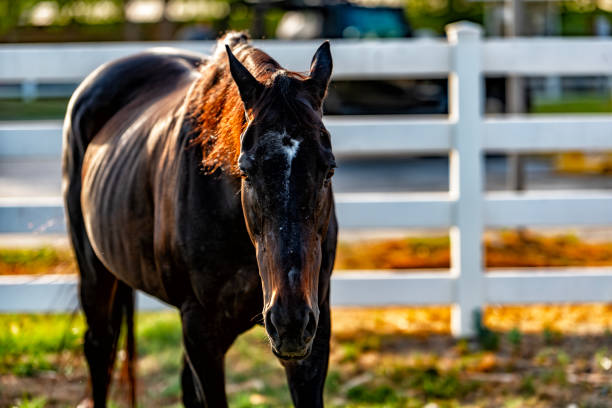 Photoshoot of my horse, Oz Al Duja in a farm, it is a thoroughbred horse