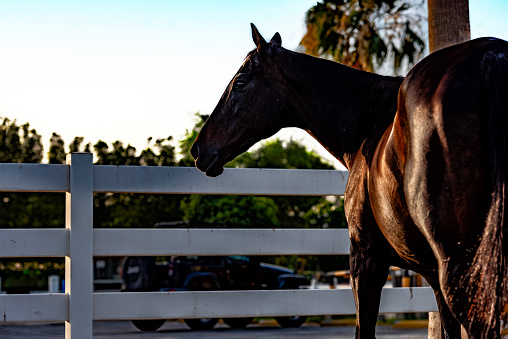 Photoshoot of my horse, Oz Al Duja in a farm, it is a thoroughbred horse