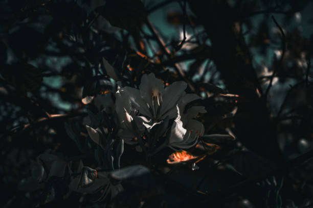 Photograph of a white orchid flower covered in shadows
