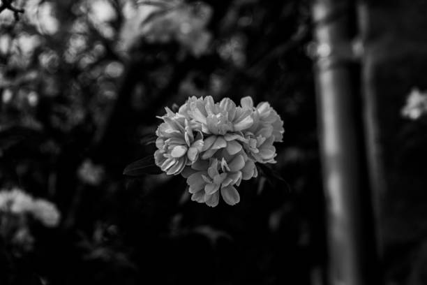 Photograph of a Lady Bank's Rose without color