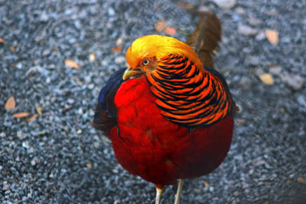Beautiful Golden pheasant (Chrysolophus pictus), also known as the Chinese or rainbow pheasant.