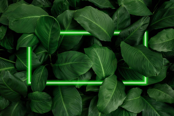 istock Spathiphyllum cannifolium concept, green abstract texture with white frame, natural background, tropical leaves in Asia and Thailand. 2150151327