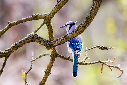 A Blue Jay appears to be hiding on a branch, its head above one branch its tail below another.