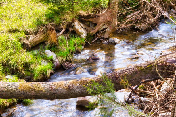 on the Rennsteig in the Thuringian Forest