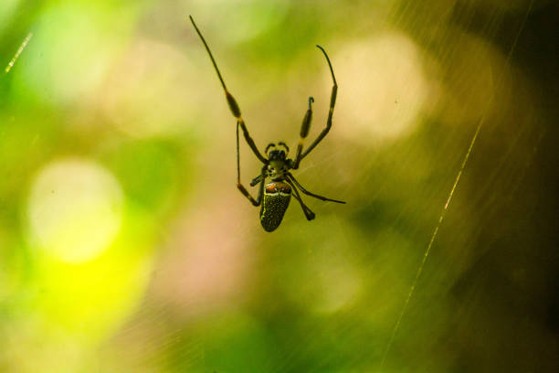 Batik Golden Orb Weaver (Trichonephila antipodiana)