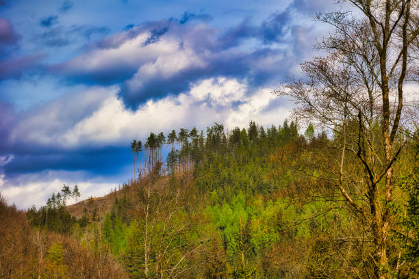 on the Rennsteig in the Thuringian Forest