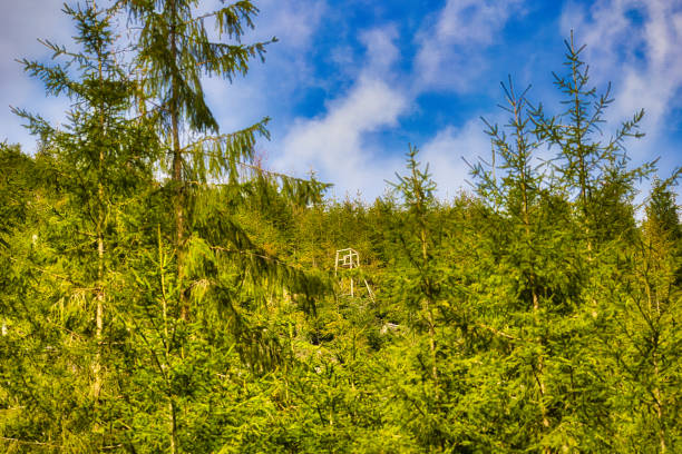 on the Rennsteig in the Thuringian Forest