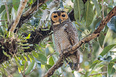 Portrait of the majestic Spotted Wood Owl