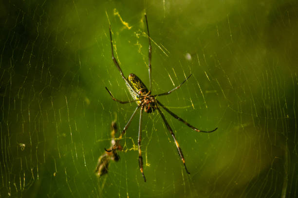 istock Golden-web spider (trichonephila clavipes) photographed in Petropolis (Rio de Janeiro, Brazil) 2150155792
