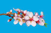 Single Pink Almond Blossom Branch with Pink Flowers on a Blue Background. Macro Shot of Almond Blossom Branch with Flowers