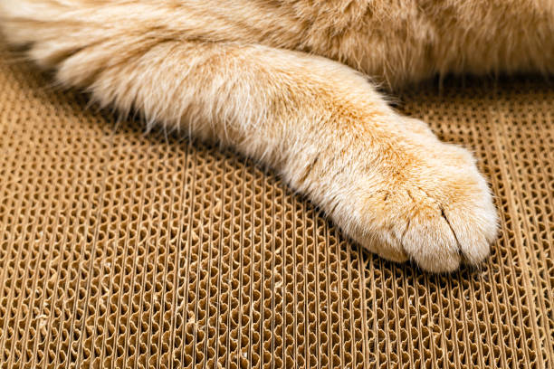 istock a cat's paw with claws extended lies on a floor scratching post, close-up 2150156208