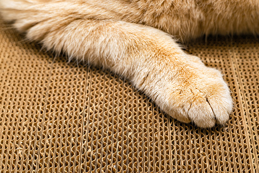 View of a dog's paw laying on laminate floor.