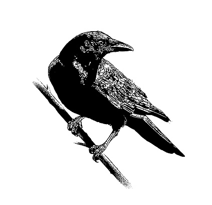 Stipple illustration of a Crow perching on branch