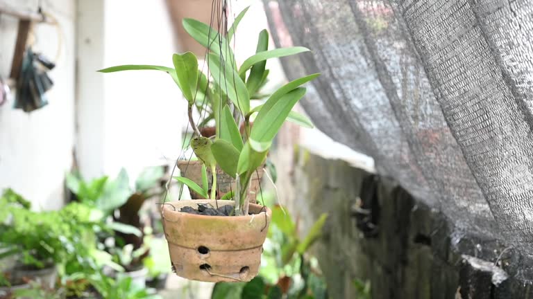 Cultivating orchid plants at home in hanging pots